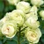 роза лавли грин (lovely green) флорибунда